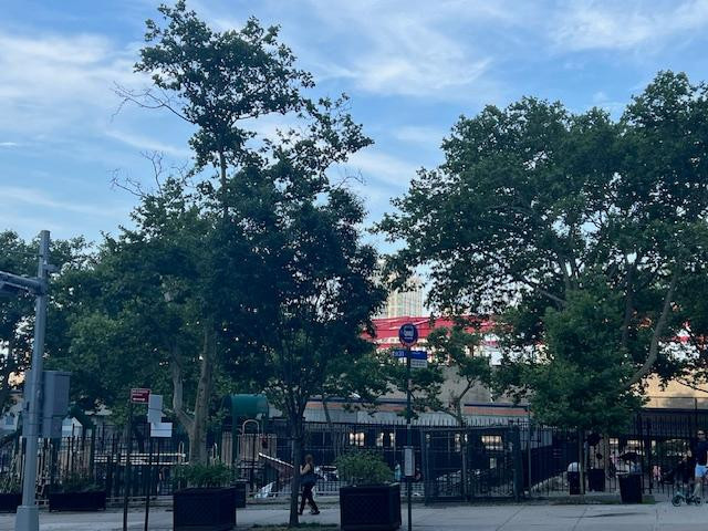 24 Sycamores Park in the Summer