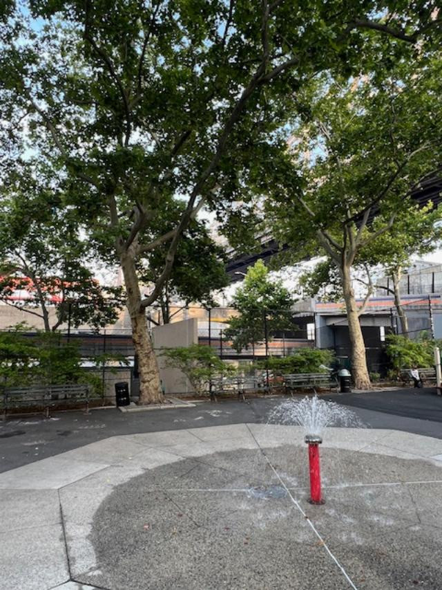 24 Sycamores Park in the Summer Sunlight