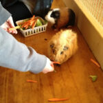 Children feeding guinea pigs at Zoomars petting zoo