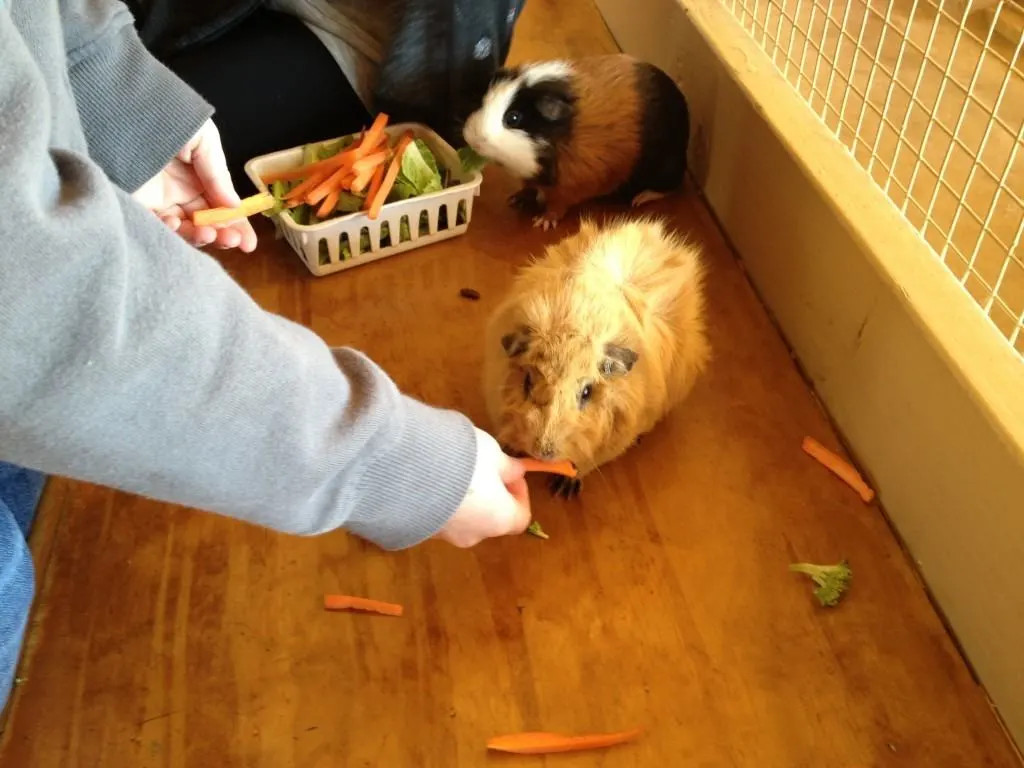 Children feeding guinea pigs at Zoomars petting zoo