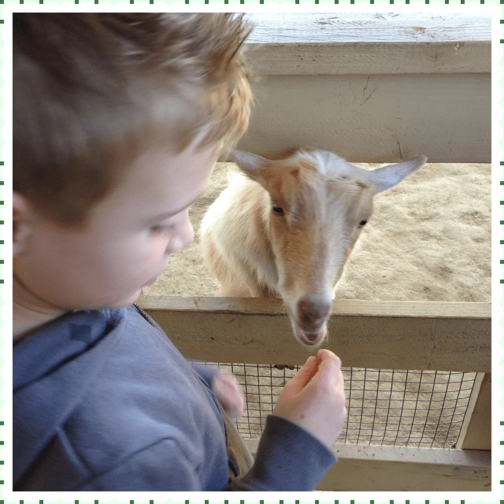 Young boy lovingly petting a llama at Zoomars family farm