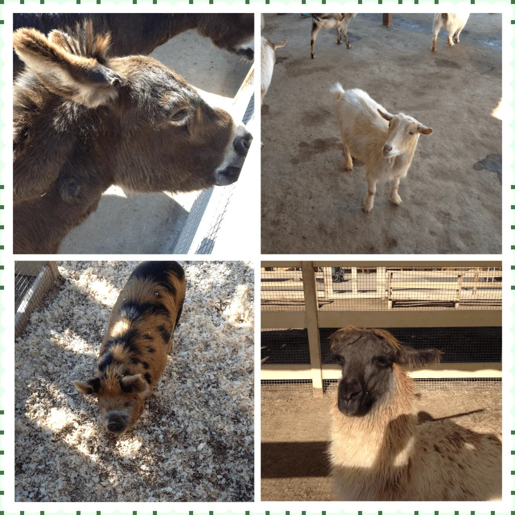 A variety of friendly farm animals at Zoomars petting zoo eagerly awaiting food