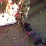 Ginny and Rudolph, the eponymous ruminant. (Photo by Alaina Johns)
