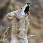 Coyote howling in the distance