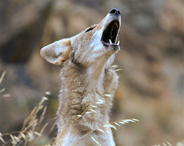 Coyote howling in the distance