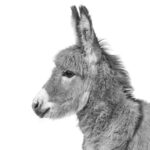 donkey ears help them cool down