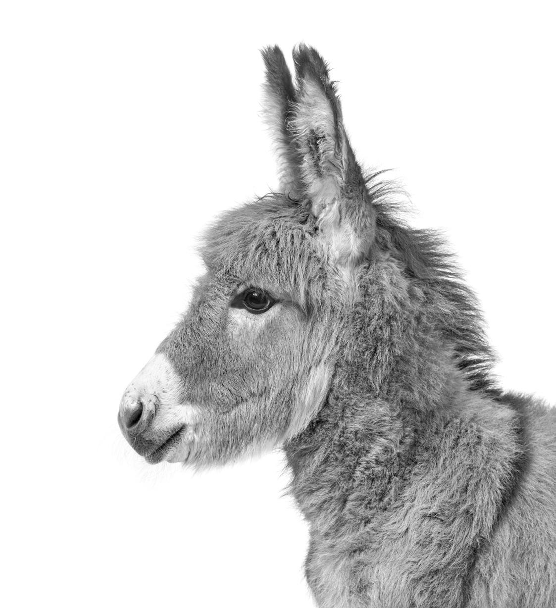 donkey ears help them cool down