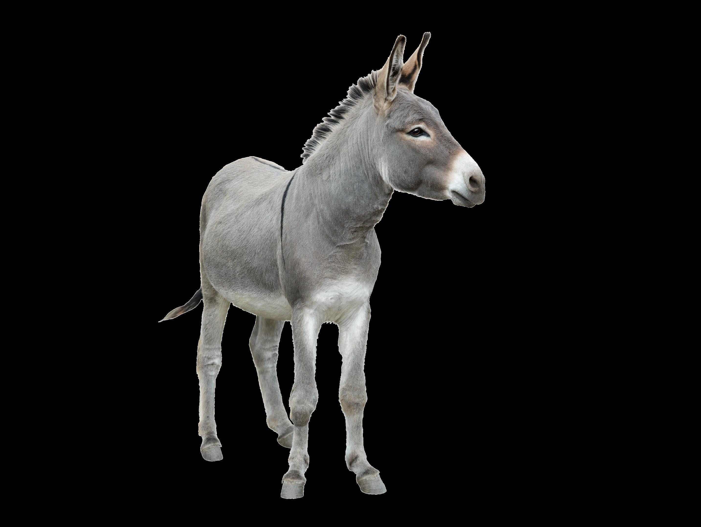 a donkey needs to be schooled like a pony