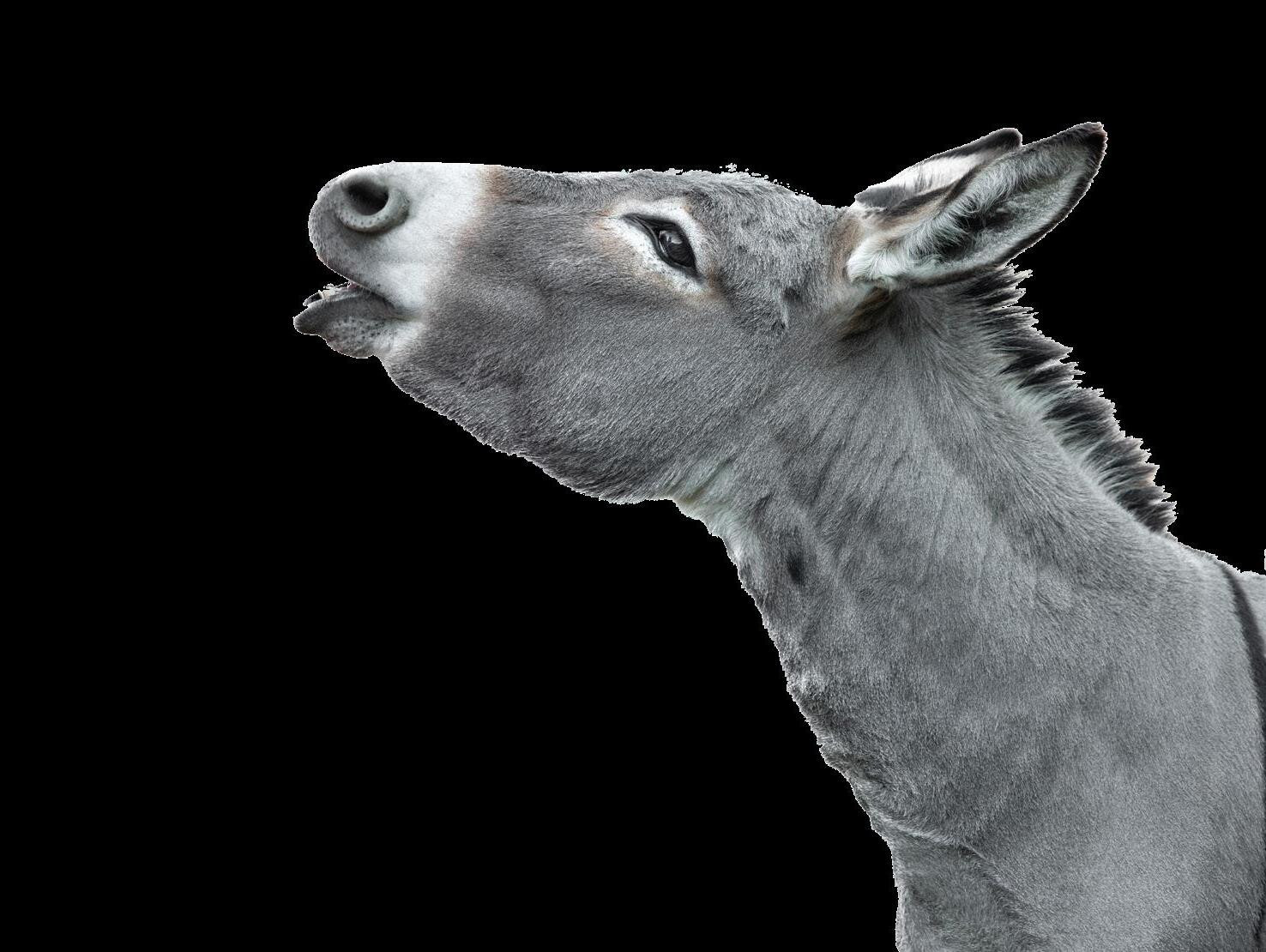 a donkey is very reliable for kids to ride