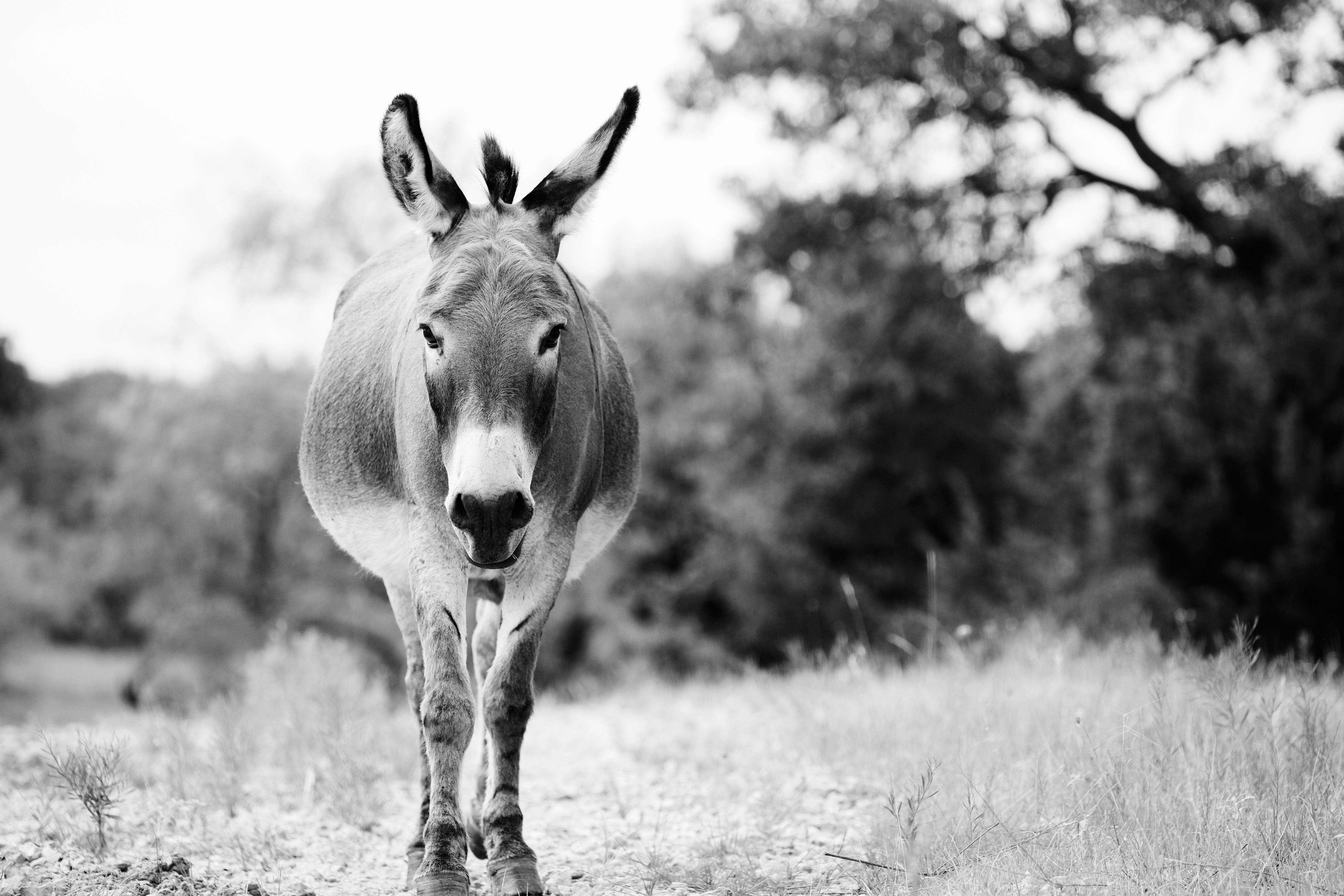 donkeys love to go slow and be sure that they are safe