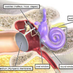 Normal hearing pathway in the ear.