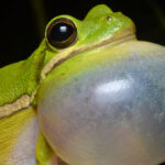Green tree frog calling, showcasing its inflated vocal sac