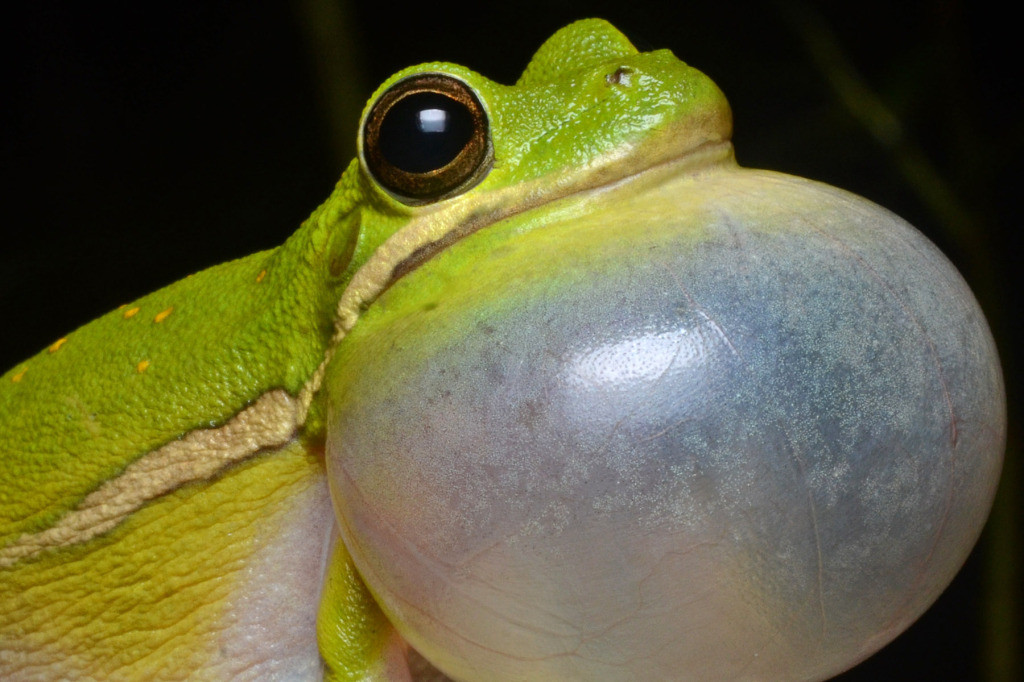 Green tree frog calling, showcasing its inflated vocal sac