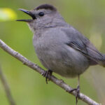 Gray Catbird well-known North American mimics by Jim via Birdshare