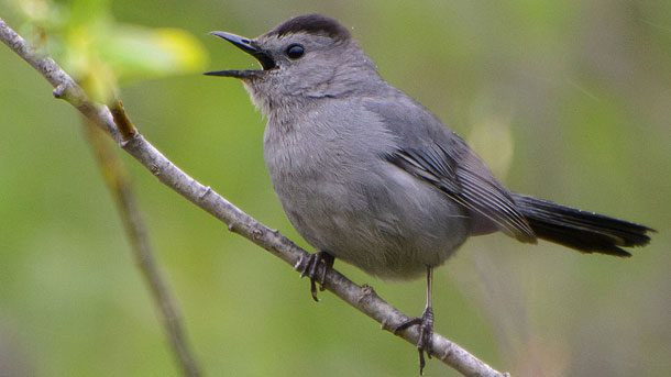 Gray Catbird well-known North American mimics by Jim via Birdshare