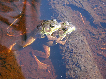 Male green frog showing tympanum larger than its eye, next to a female with a smaller tympanum