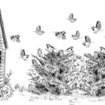 House Sparrow Scene