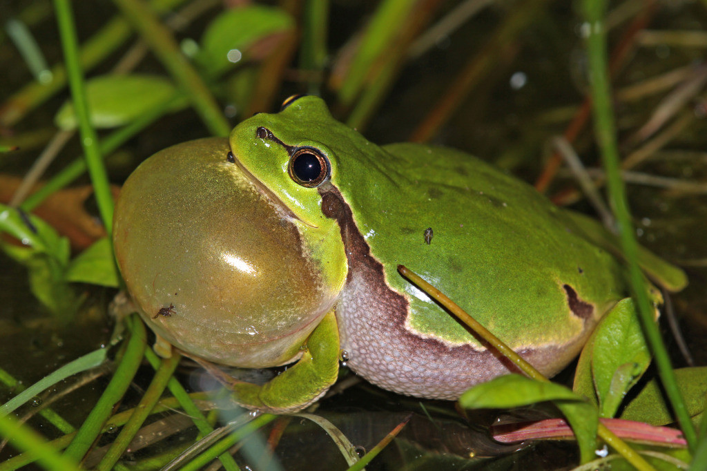 Calling European tree frog with vocal sac inflated, showcasing physical adaptations for sound production