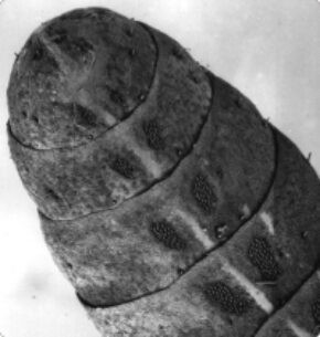 The tip of a monarch antenna.
