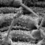 Tactile Setae on Monarch Larva Abdomen