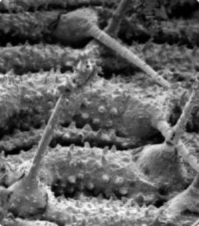 Tactile Setae on Monarch Larva Abdomen